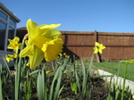 SX21561 Daffodils in back garden.jpg